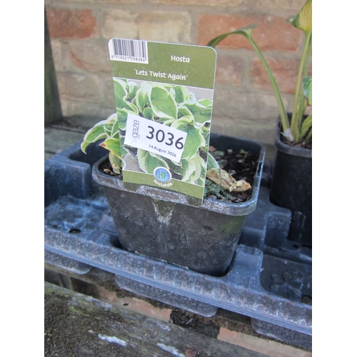 Lot 3036      