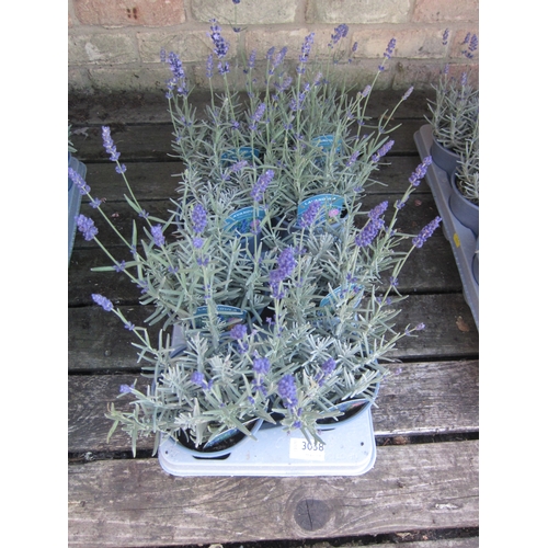 Lot 3038      