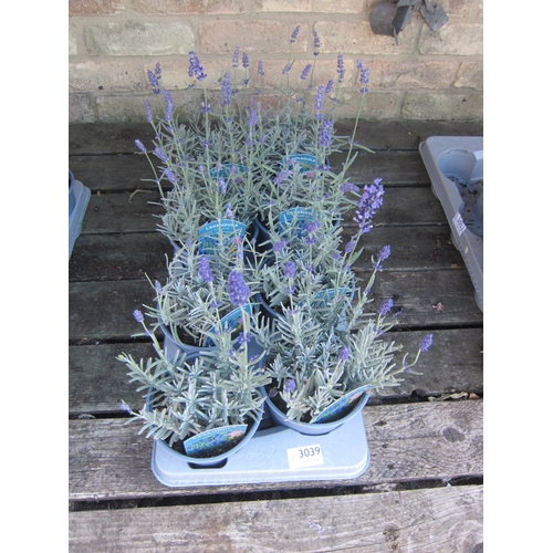 Lot 3039      
