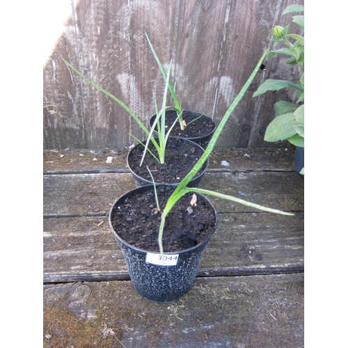 Lot 3044      