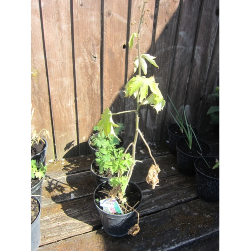 Lot 3045      