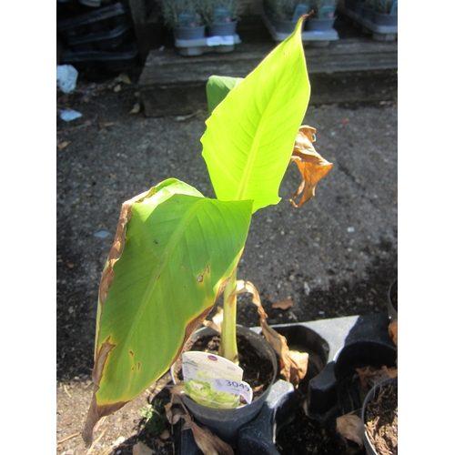 Lot 3049      