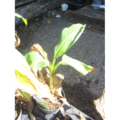 Lot 3051      