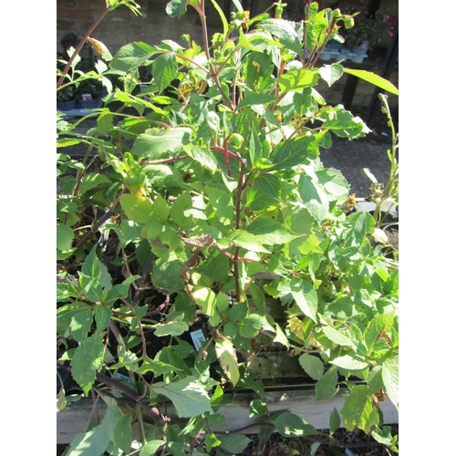 Lot 3054      
