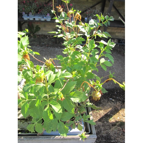 Lot 3058      