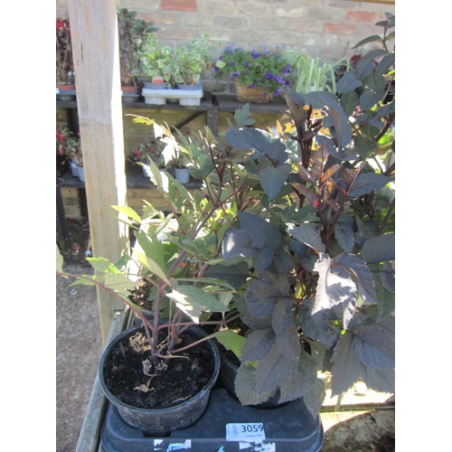 Lot 3059      