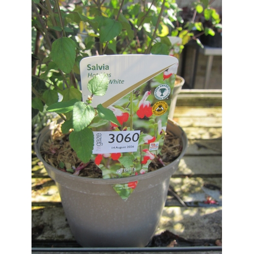 Lot 3060      