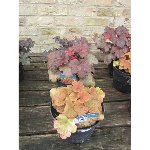 Lot 3002      