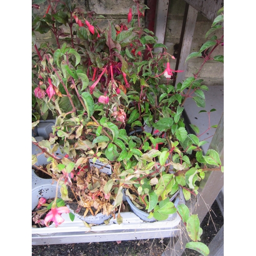 Lot 3015      