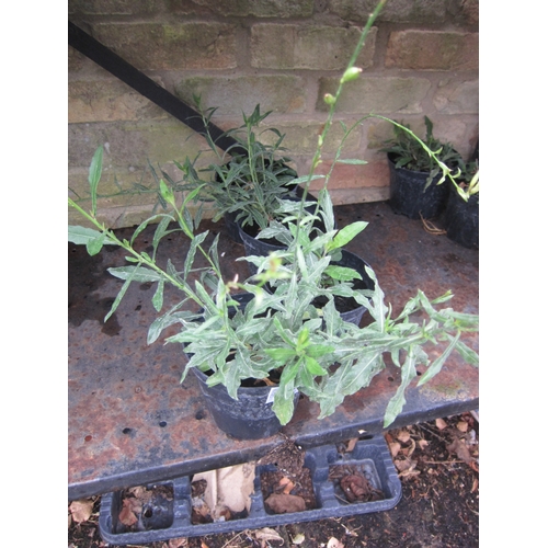 Lot 3024      