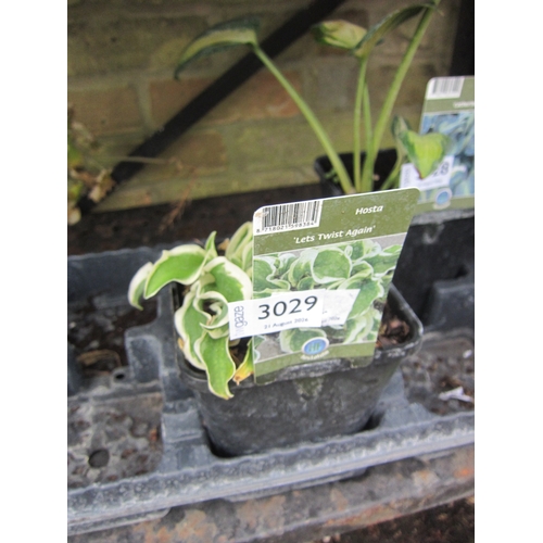 Lot 3029      