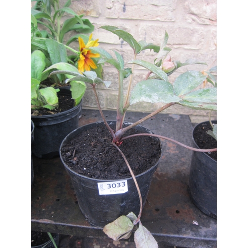 Lot 3033      