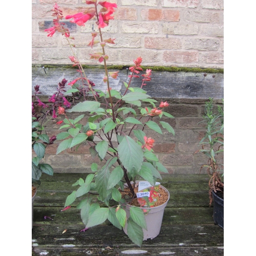 Lot 3040      