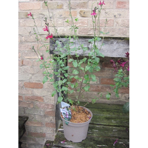 Lot 3042      