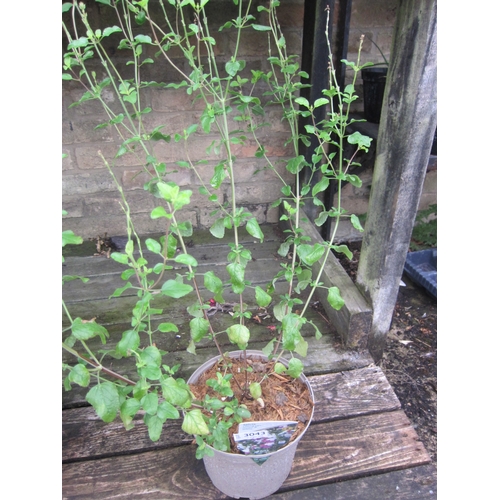 Lot 3043      