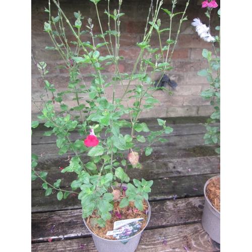 Lot 3046      
