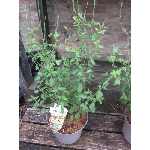 Lot 3048      