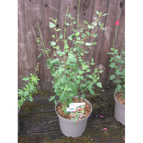 Lot 3051      