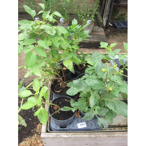 Lot 3055      
