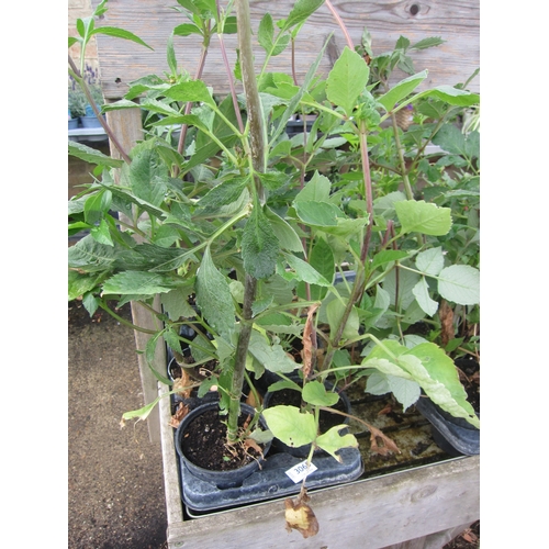 Lot 3060      