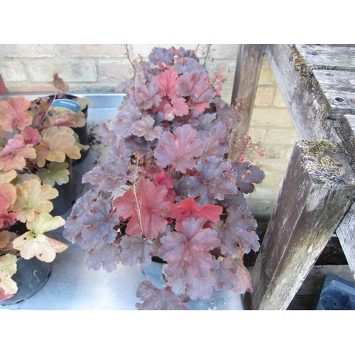 Lot 3008      
