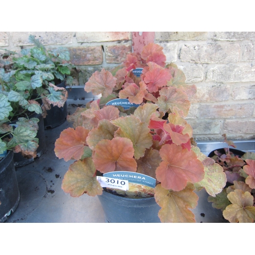 Lot 3010      