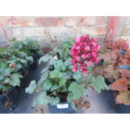 Lot 3011      