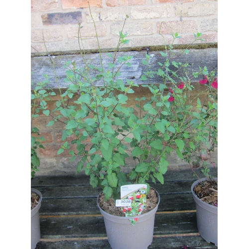 Lot 3038      