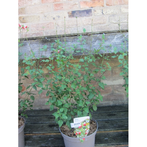 Lot 3039      