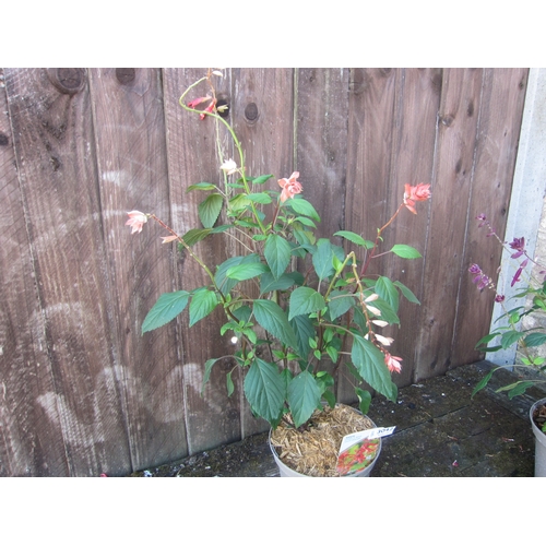Lot 3042      