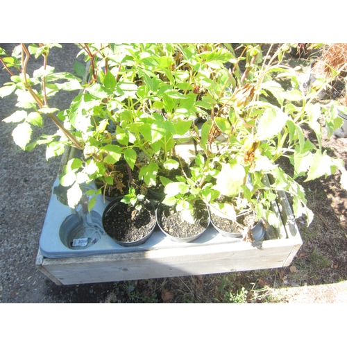 Lot 3049      