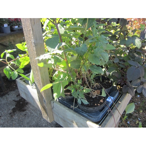 Lot 3054      