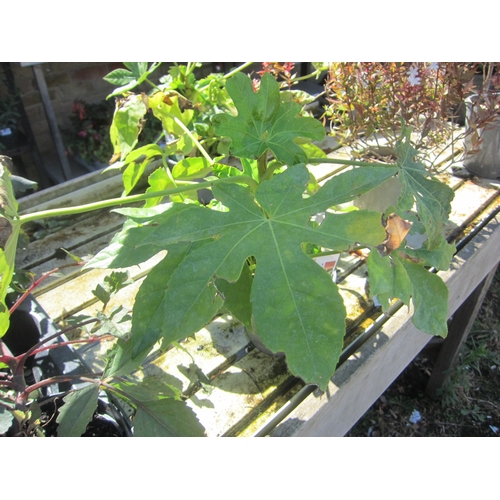 Lot 3056      