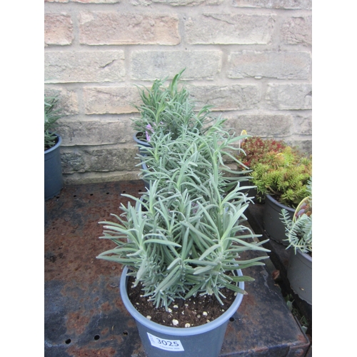 Lot 3025      