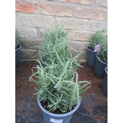 Lot 3026      