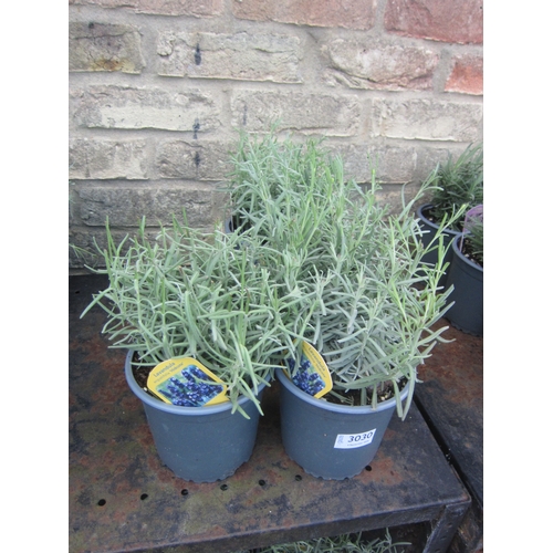 Lot 3030      