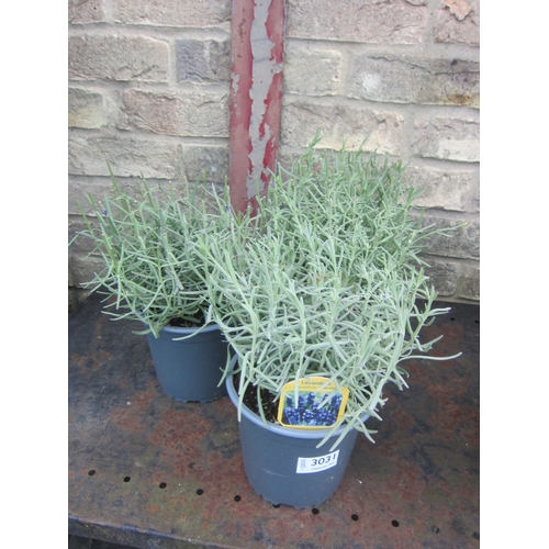 Lot 3031      