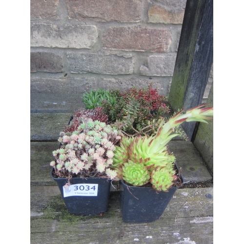 Lot 3034      