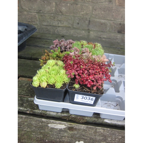 Lot 3036      