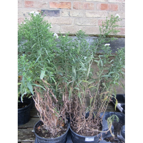 Lot 3038      