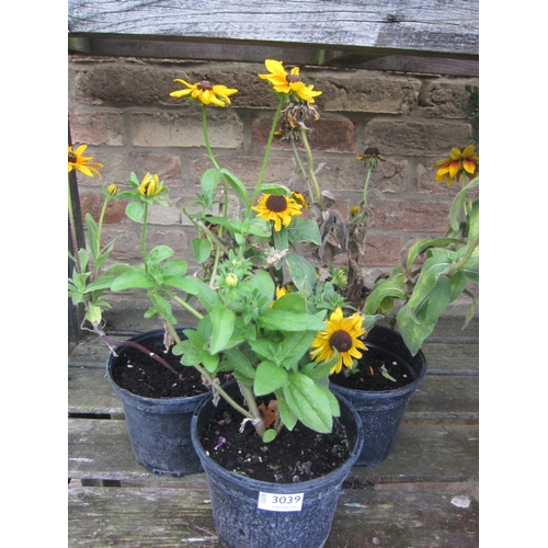 Lot 3039      