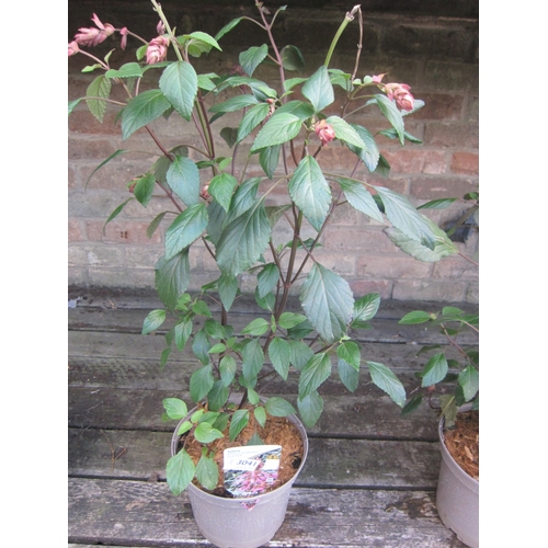 Lot 3041      