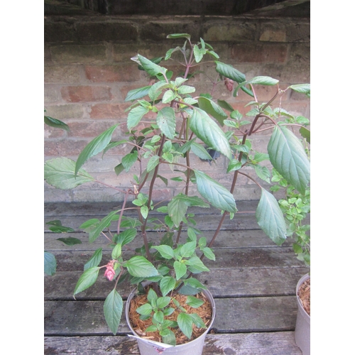 Lot 3042      