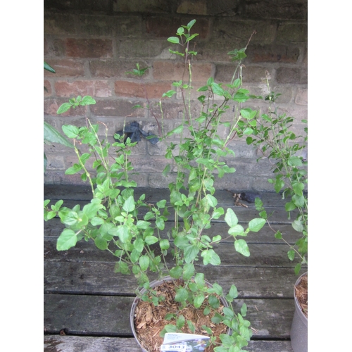 Lot 3043      