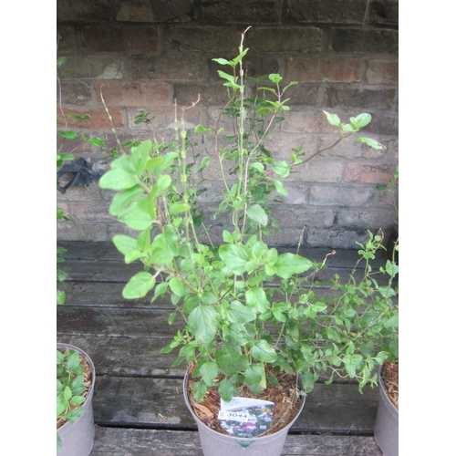Lot 3044      