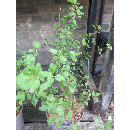 Lot 3045      