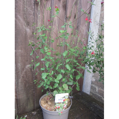 Lot 3047      