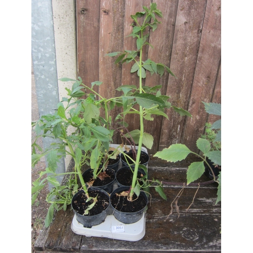 Lot 3051      