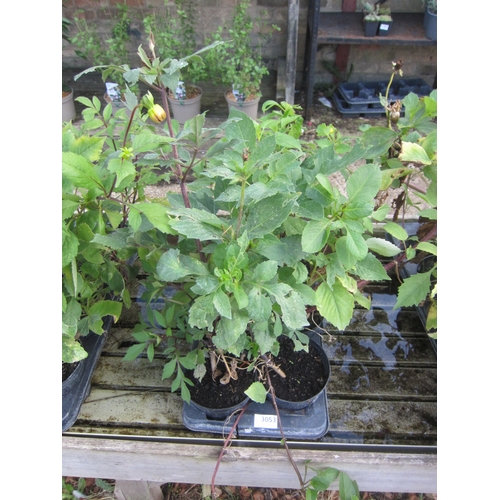 Lot 3053      