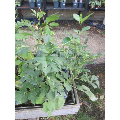 Lot 3056      
